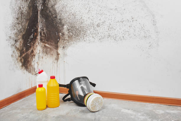 Best Same-Day Mold Removal  in Strawberry Plains, TN