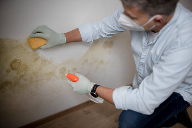 Office Mold Removal Services in Strawberry Plains, TN