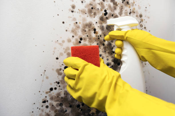 Certified Mold Removal in Strawberry Plains, TN