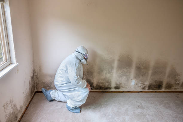 Best Certified Mold Removal  in Strawberry Plains, TN