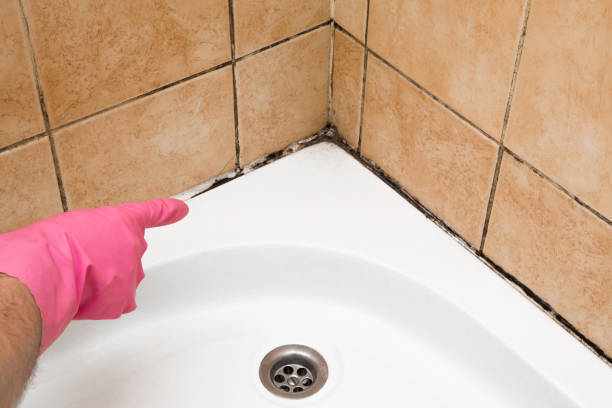 Best Residential Mold Removal  in Strawberry Plains, TN